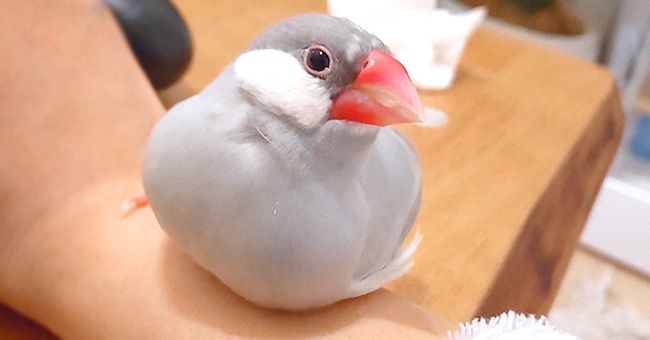 ペットの文鳥